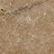 Noce 18" X 18" Tile - (Cross-cut) Unfilled, Brushed & Chiseled