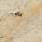 Valencia Travertine Tumbled Wall and Floor Tile 4x4"